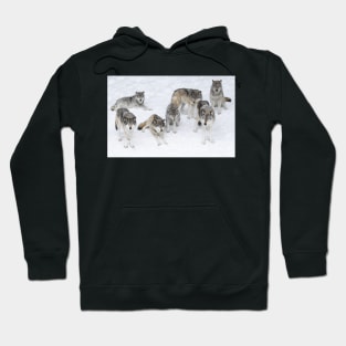 Wolf Pack Hoodie